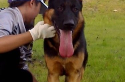德國牧羊犬怎樣訓(xùn)練,從基礎(chǔ)到高級(jí)技巧詳解