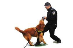 緝毒犬,緝毒犬的使命與成長之路