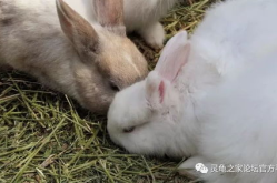 如何養(yǎng)寵物兔