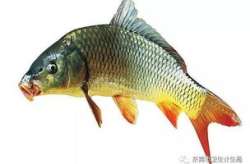 鯉魚為什么無故死亡,生態(tài)環(huán)境與養(yǎng)殖管理雙重因素解析”