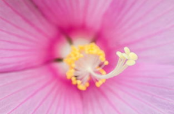 花圖片大全大圖,花卉圖片大全大圖賞析