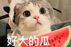 娛樂吃瓜小貓咪小說,小貓咪的娛樂圈冒險(xiǎn)之旅